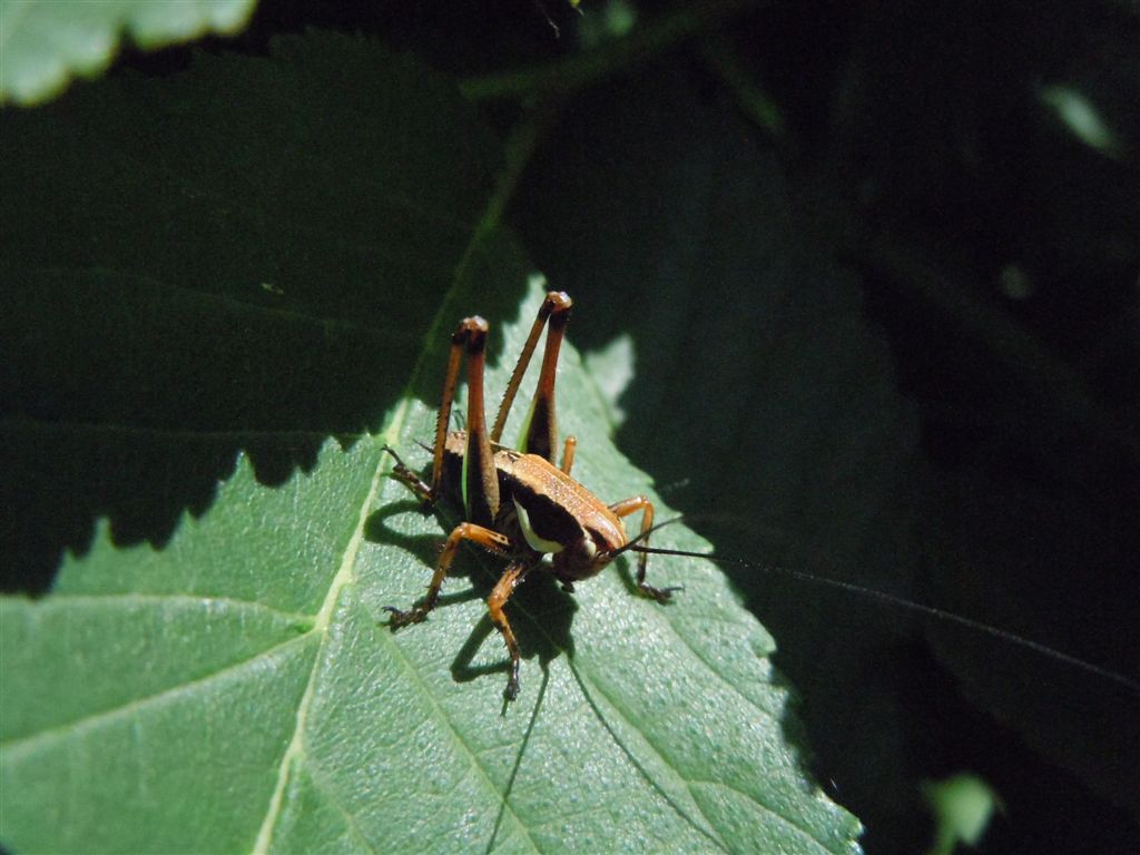 Neanide di Eupholidoptera sp.